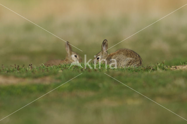 Konijn (Oryctolagus cuniculus)