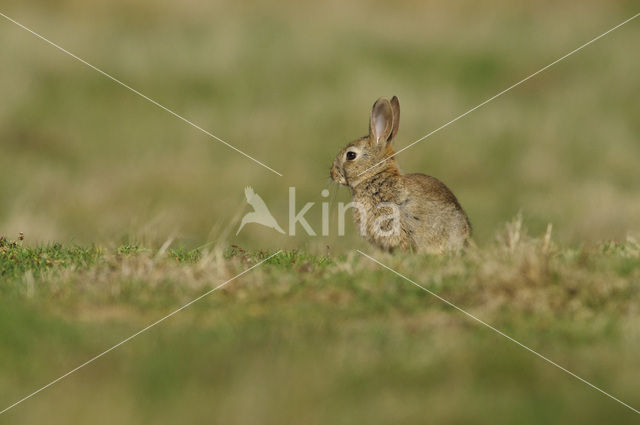 Konijn (Oryctolagus cuniculus)