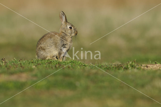 Konijn (Oryctolagus cuniculus)