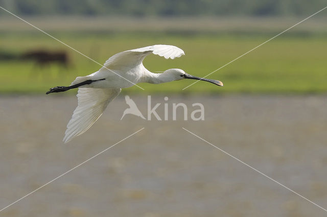 Lepelaar (Platalea leucorodia)