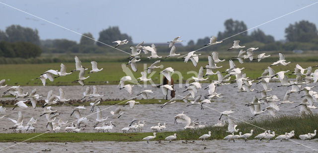 Lepelaar (Platalea leucorodia)