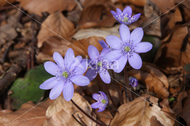 Leverbloempje (Anemone hepatica)