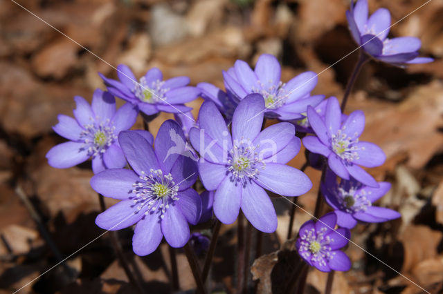 Leverbloempje (Anemone hepatica)