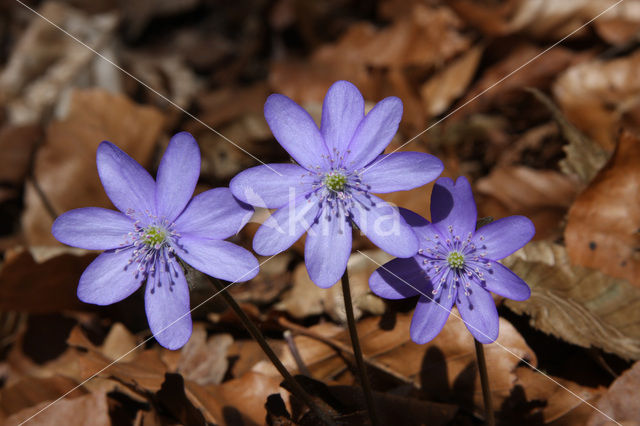 Leverbloempje (Anemone hepatica)