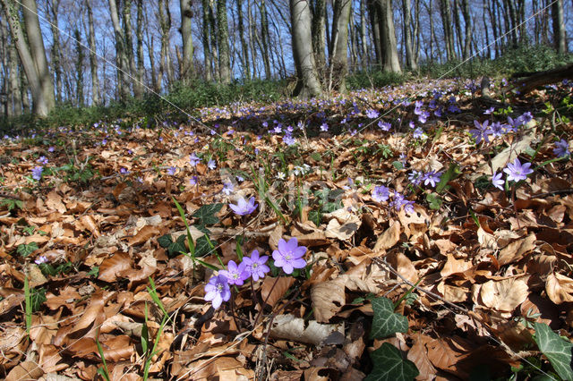 Leverbloempje (Anemone hepatica)