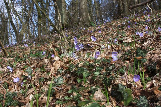 Leverbloempje (Anemone hepatica)