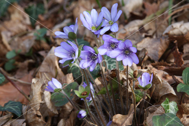 Leverbloempje (Anemone hepatica)