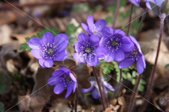 Leverbloempje (Anemone hepatica)