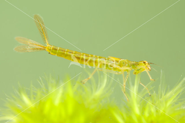 Maanwaterjuffer (Coenagrion lunulatum)