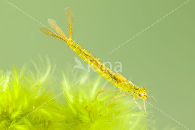 Maanwaterjuffer (Coenagrion lunulatum)