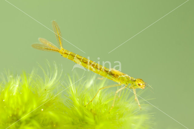 Maanwaterjuffer (Coenagrion lunulatum)