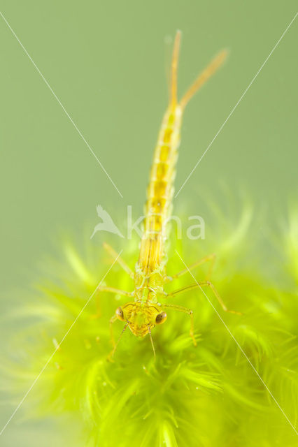 Maanwaterjuffer (Coenagrion lunulatum)