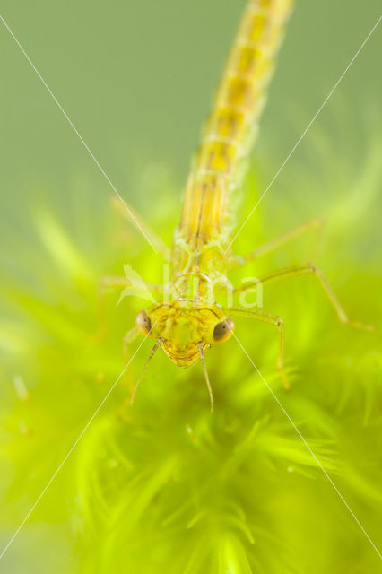 Maanwaterjuffer (Coenagrion lunulatum)