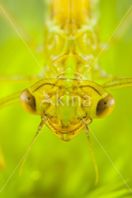 Maanwaterjuffer (Coenagrion lunulatum)