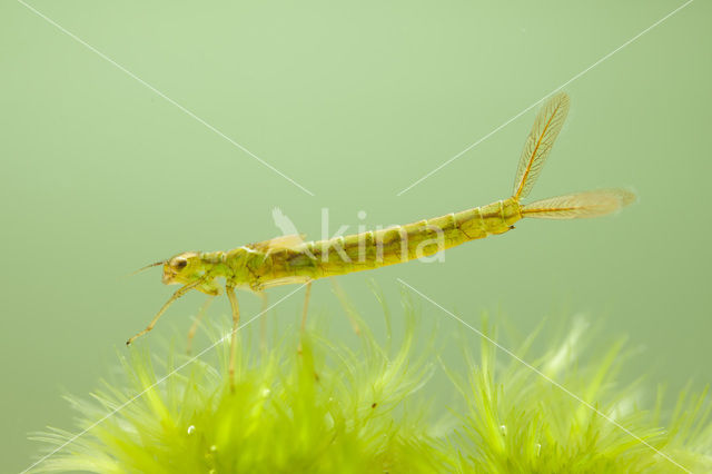 Maanwaterjuffer (Coenagrion lunulatum)