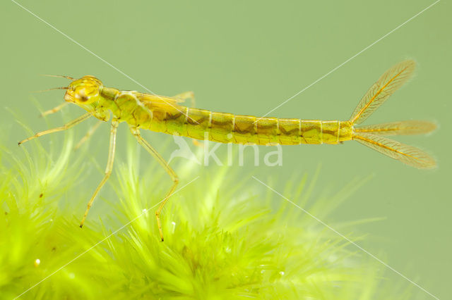 Maanwaterjuffer (Coenagrion lunulatum)