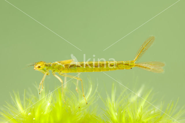 Maanwaterjuffer (Coenagrion lunulatum)