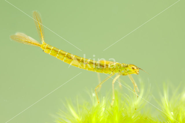 Maanwaterjuffer (Coenagrion lunulatum)