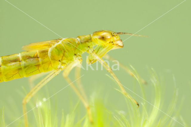 Maanwaterjuffer (Coenagrion lunulatum)