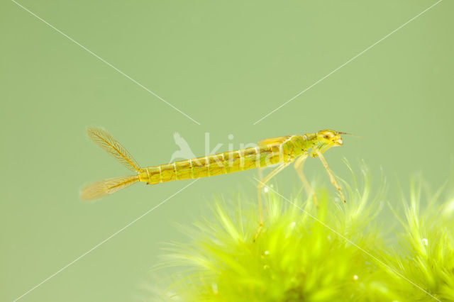 Maanwaterjuffer (Coenagrion lunulatum)