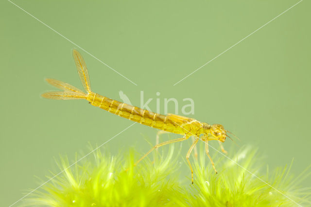 Maanwaterjuffer (Coenagrion lunulatum)