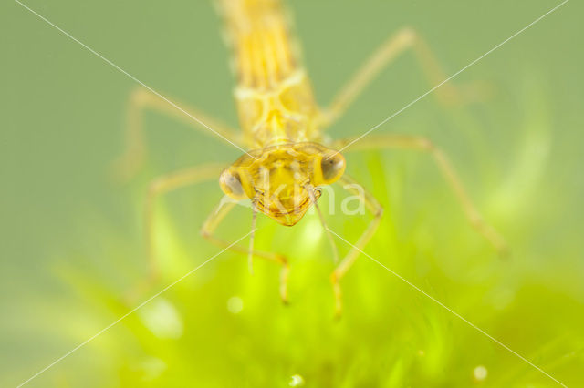 Maanwaterjuffer (Coenagrion lunulatum)