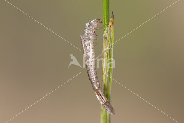 Maanwaterjuffer (Coenagrion lunulatum)