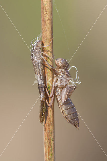 Maanwaterjuffer (Coenagrion lunulatum)