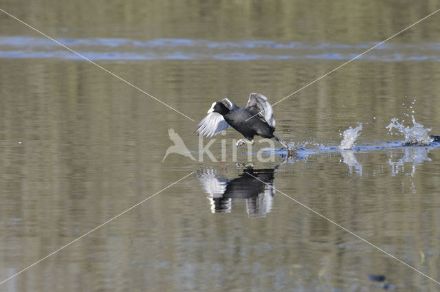 Meerkoet (Fulica atra)