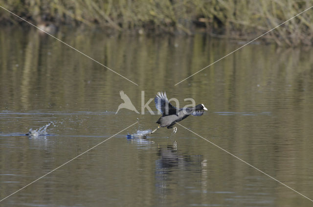 Meerkoet (Fulica atra)