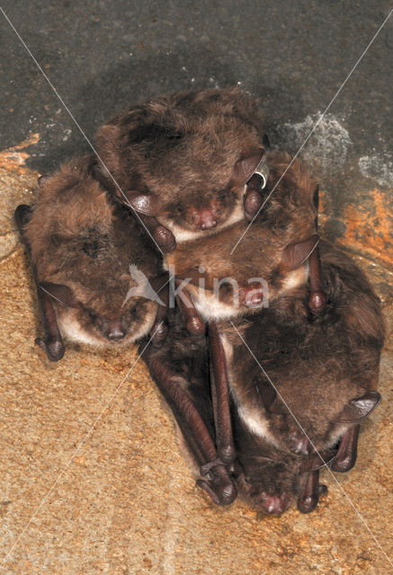 Pond Bat (Myotis dasycneme)