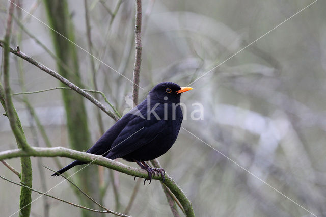 Merel (Turdus merula)