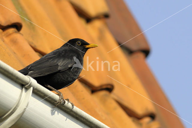 Merel (Turdus merula)