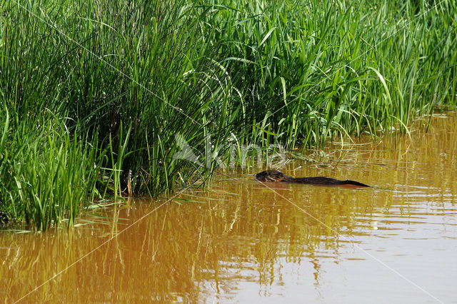 Muskusrat