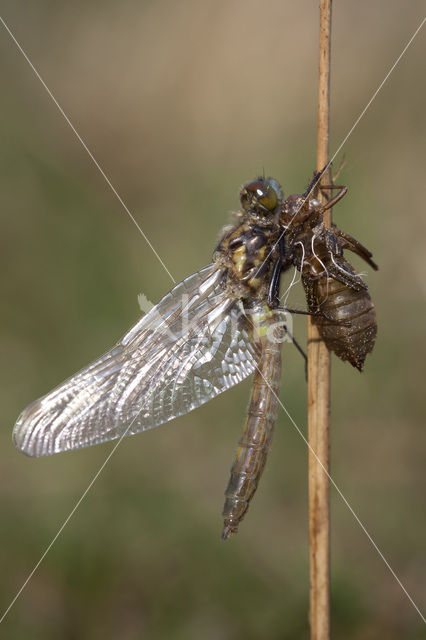 Noordse witsnuitlibel (Leucorrhinia rubicunda)