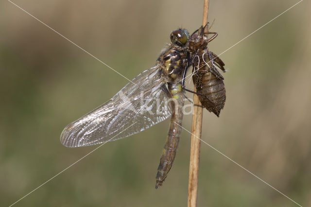 Noordse witsnuitlibel (Leucorrhinia rubicunda)