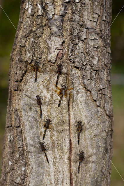 Noordse witsnuitlibel (Leucorrhinia rubicunda)