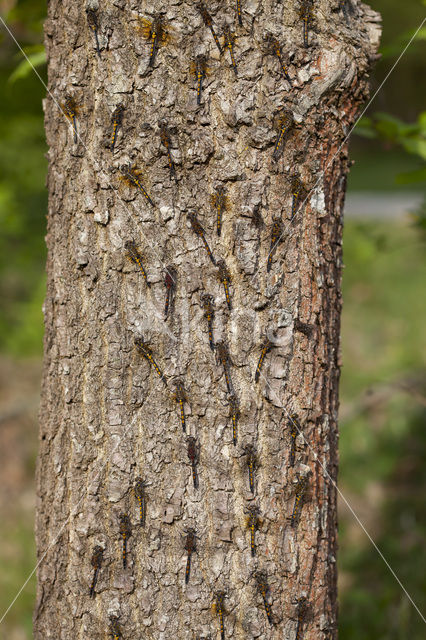 Noordse witsnuitlibel (Leucorrhinia rubicunda)