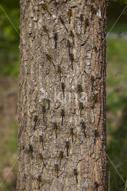 Noordse witsnuitlibel (Leucorrhinia rubicunda)