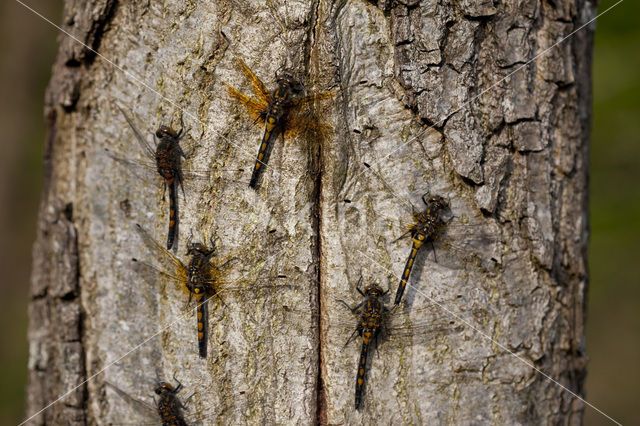 Noordse witsnuitlibel (Leucorrhinia rubicunda)