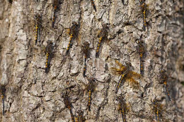 Noordse witsnuitlibel (Leucorrhinia rubicunda)