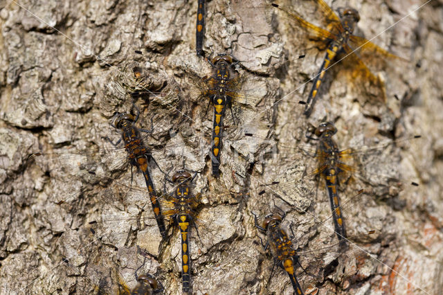 Noordse witsnuitlibel (Leucorrhinia rubicunda)