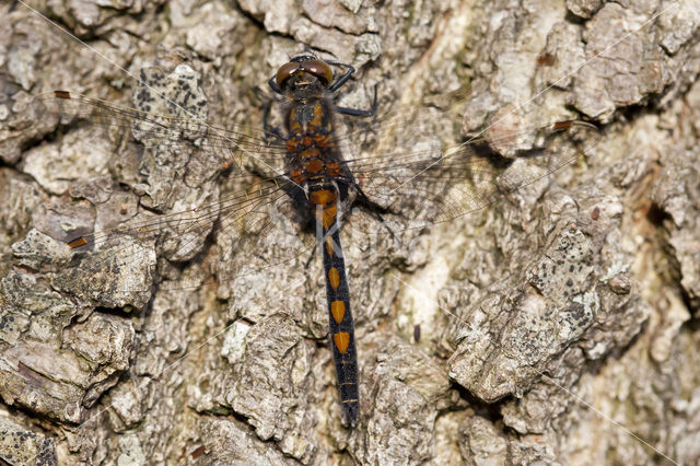 Noordse witsnuitlibel (Leucorrhinia rubicunda)