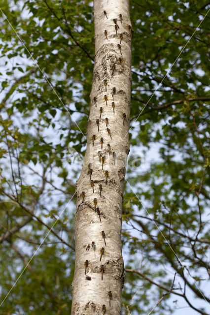 Noordse witsnuitlibel (Leucorrhinia rubicunda)