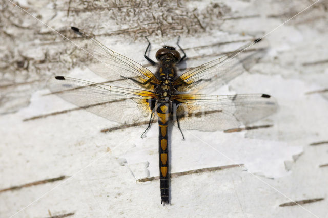 Noordse witsnuitlibel (Leucorrhinia rubicunda)