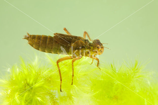 Noordse witsnuitlibel (Leucorrhinia rubicunda)