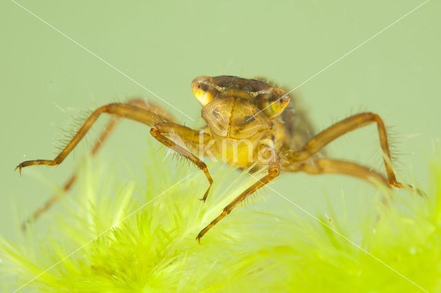 Noordse witsnuitlibel (Leucorrhinia rubicunda)