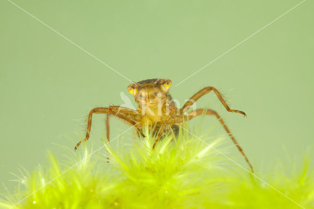 Noordse witsnuitlibel (Leucorrhinia rubicunda)