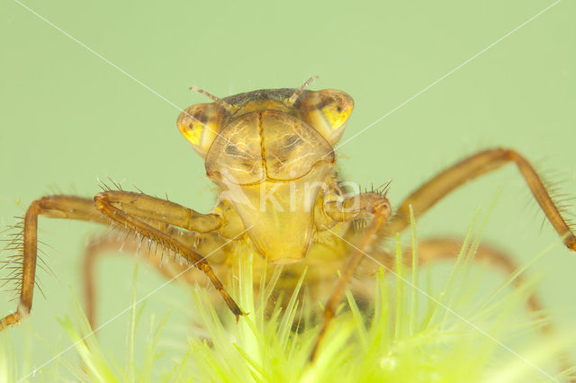 Noordse witsnuitlibel (Leucorrhinia rubicunda)