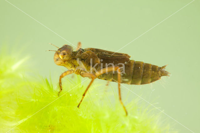 Noordse witsnuitlibel (Leucorrhinia rubicunda)